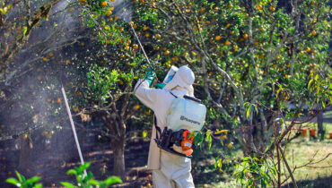 A man spraying orange trees with a Husqvarna sprayer for agriculture.