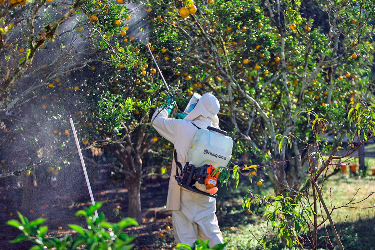 A man spraying orange trees with a Husqvarna sprayer for agriculture.