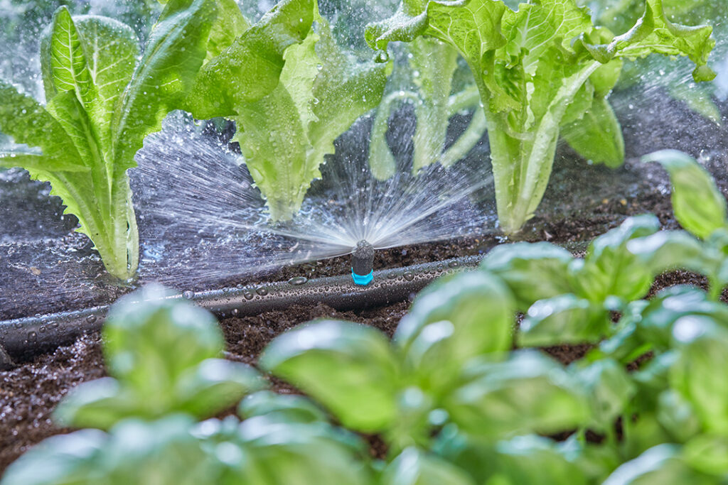 A GARDENA micro drip spray watering some baby lettuce