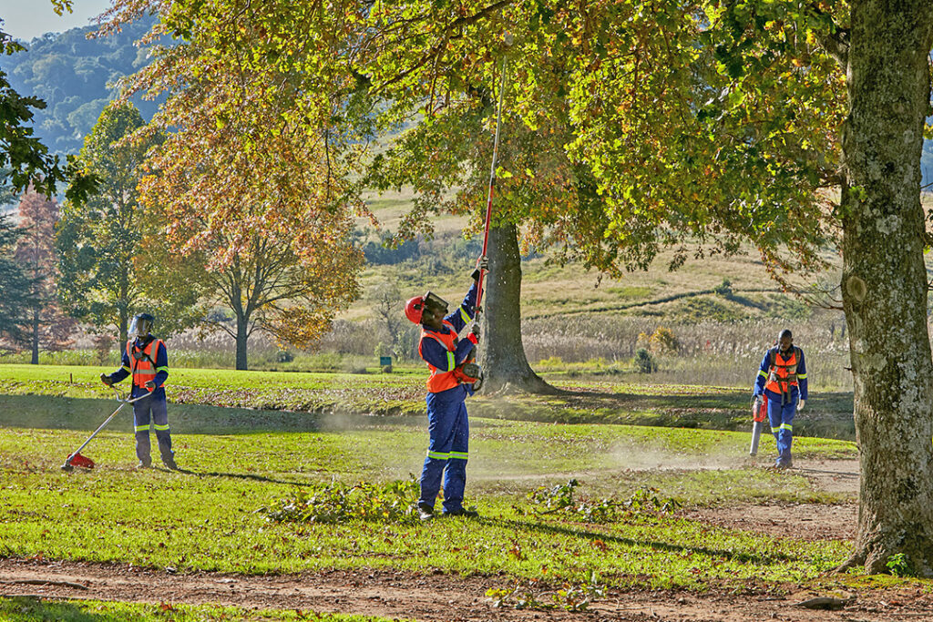A man using a Husqvarna pole saw to prune the trees on a golf course.