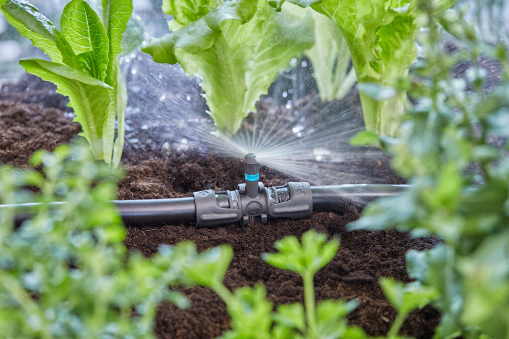 A GARDENA MDS spray watering some lettuces.