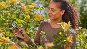 A woman using GARDENA secateurs to prune her roses after sharpening the blades.