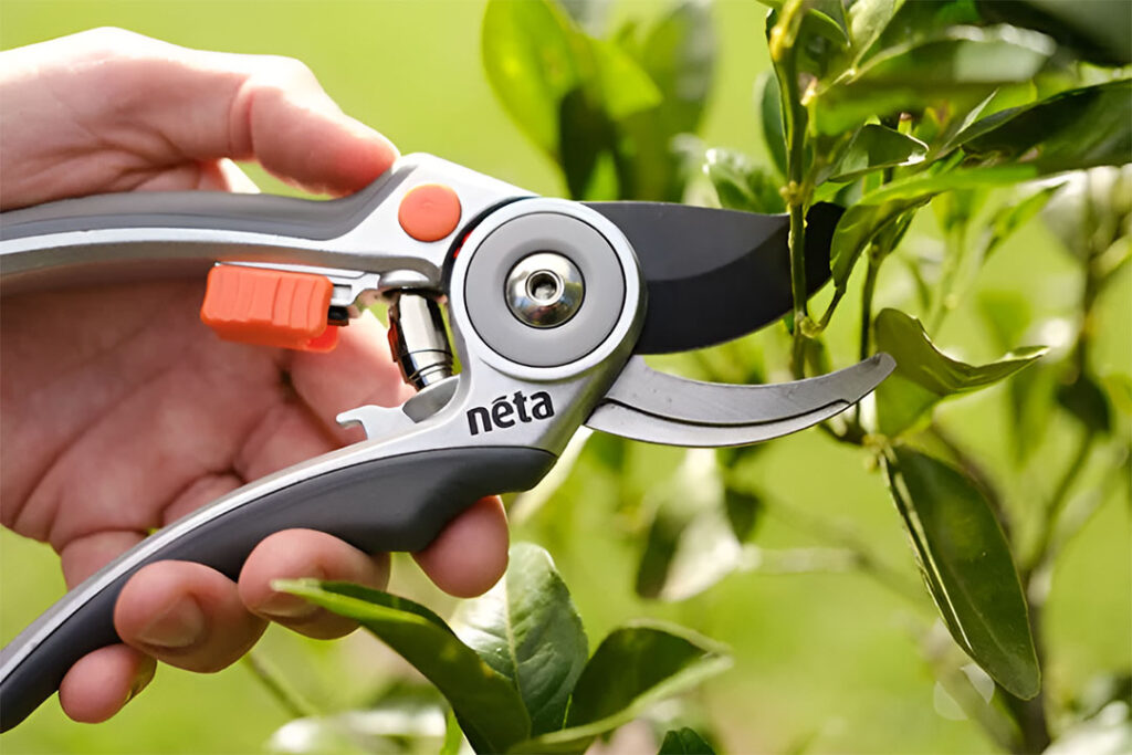 A pair Neta aluminium bypass secateurs being used to prune a bush.